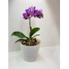 Горшок для цветов "London Orchid Mini" 1 л (белый перламутровый)